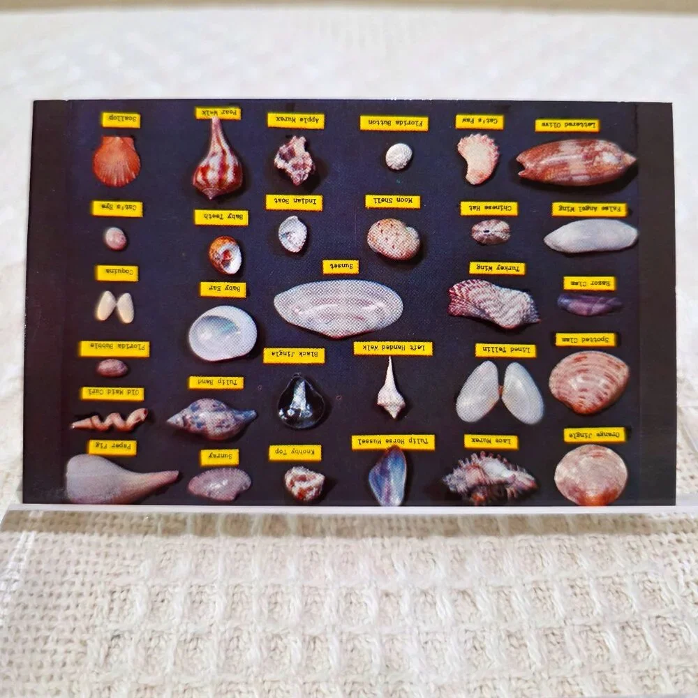 Vintage Shell Chart Waters Beaches of Florida Lusterchrome Tichnor Postcard UNP